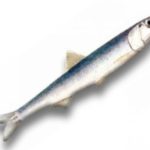 acciughe-incucinaconte-elenco-ingredienti-ricette-cucina