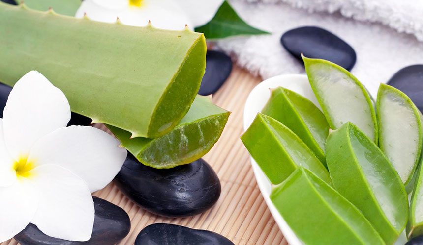 Aloe vera - Elenco ingredienti. Ricette cucina aloe vera