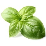 Basilico ricette - Elenco ingredienti. Ricette cucina con basilico