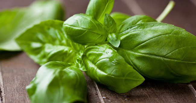 Basilico ricette - Elenco ingredienti. Ricette cucina con basilico