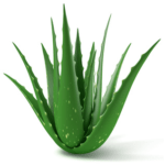 Aloe vera - Elenco ingredienti ricette cucina aloe vera